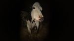Watch Cow Moviesjoy