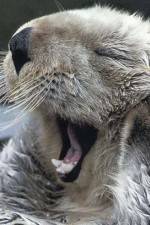 Watch Sea Otters - A Million Dollar Baby Moviesjoy