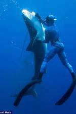 Watch Dive to Tiger Shark Central Moviesjoy