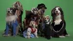 Watch Heidi 4 Paws Moviesjoy