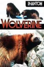 Watch National Geographic  Phantom Wolverine Moviesjoy